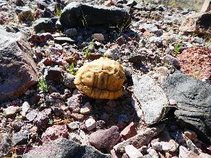 Death-Valley-2020-day7-11  Tortoise  w.jpg (598693 bytes)